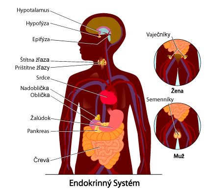 Endokrinný systém